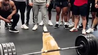 Catmen