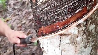 Alat elektrik sadap karet