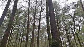 Whispers in the Mist: Secrets of the Foggy Forest”