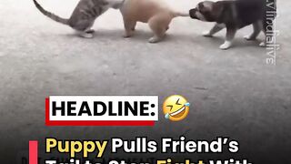 Tiny Puppy Stops Dog From Fighting a Cat ???? Cutest Peacemaker Ever