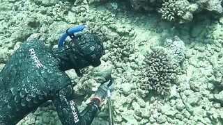 How We Catch Octopus in Hawaii