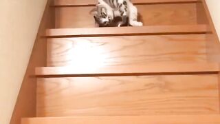 #catfuny