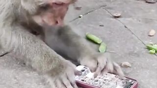 #monkyfun