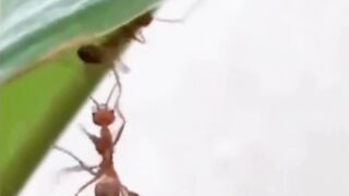 ????: Sejak kejadian itu, aku sudah tidak percaya siapapun
