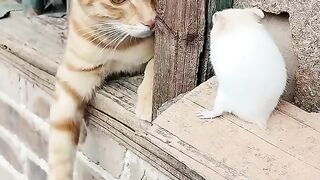 #cathunting