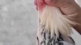 Do not hold from the neck