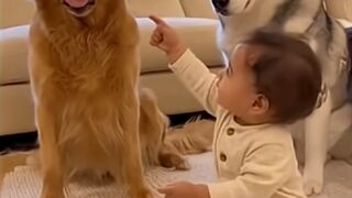 Golden Retriever Nails It, Husky Steals the Show ????????????