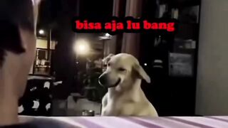 Bisa aja lu bang???? - Tigerasia88
