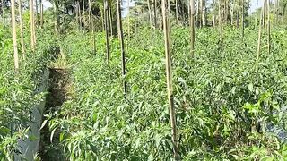 Beautiful Chili Farm in the Morning Sun ????️????