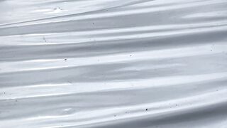 Healthy Young Chili Plant Growing Fast ????????️ | Early Stage Farming