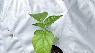 Watering Young Chili Plant ???????? | Early Growth Stage Farming