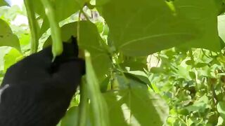 Fresh Long Beans Harvest ???? | Picking Vegetables from the Garden