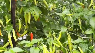 Heavy Chili Harvest ????️???? | Productive Pepper Plants in the Farm