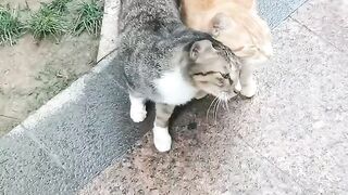 Catlove
