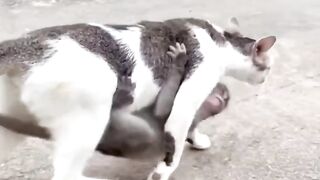 Cat. Lovely mother