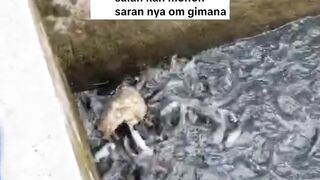 Cara pemberian PAKAN ALTERNATIF agar lele gak lambat TUMBUH