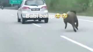 A pig is running on the highway.”