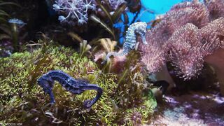 Underwater World 8K ULTRA HD – Marine Life, Sea Animals and Coral Reef part 1
