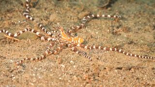 Underwater World 8K ULTRA HD – Marine Life, Sea Animals and Coral Reef part 2