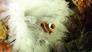 Underwater World 8K ULTRA HD – Marine Life, Sea Animals and Coral Reef part 3