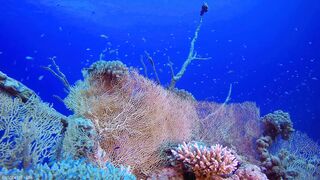 Underwater World 8K ULTRA HD – Marine Life, Sea Animals and Coral Reef part 4