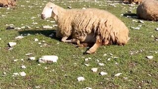 The peaceful life of a shepherd.