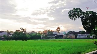Ricefield 2