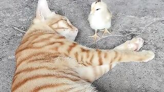 Catlovly