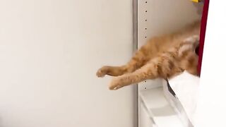 Catsliping