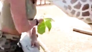 Giraffe Gave Unexpected Lift Ride #animals #giraffe #liftride #safari