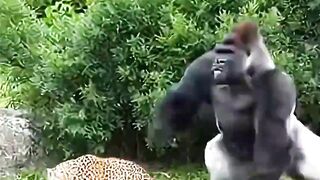 Silverback PUNCHES Leopard For SAVES Baby And Take Revenge #gorilla #leopard #rescue #revenge