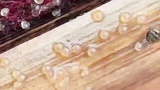 Apakah JENTIK NYAMUK bisa memangsa larva lele❓