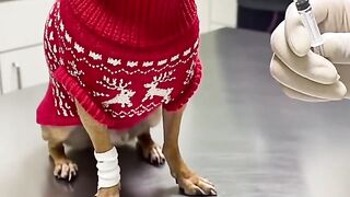 Funny Puppy Fails & Human Giggles