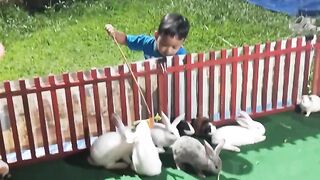 playing, sharing and watching the rabbits