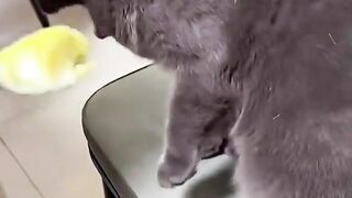 Cats vs. BAD SMELLS ???????? (Hilarious Reactions Compilation!)