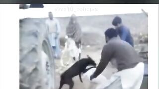 Funny videos 847