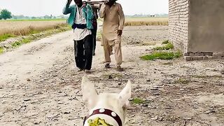Funny ???? video 26