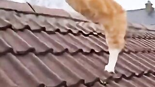 cat fighting 3