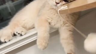 Animal story