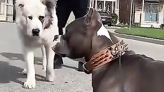 Can Pitbull Face Alabai Breed????..mp4.2026