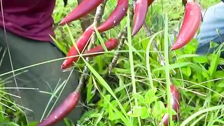 Pohon Cabai raksaksa Berusia Puluhan Tahun Berukuran sangat Besar #petualangan #cabai #tanamanliar #berburu #hutan #alam #unik