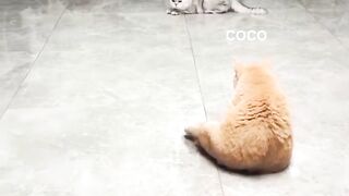 Three Cats Facing Off in a Cozy Living Room