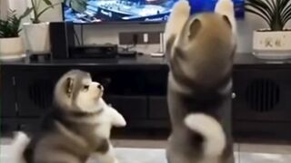 Busett, ketinggian si doggy???? - Tigerasia88