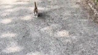 A cat is a small