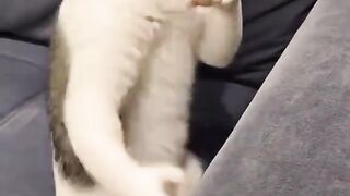Kungfu cat 5