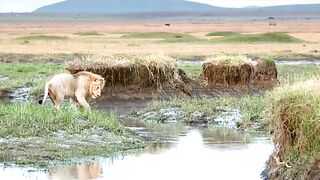 Lion Trapped by Hyenas.mp4