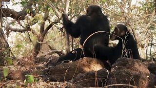 Chaos Erupts in Chimpanzee Tribe.mp4.2026