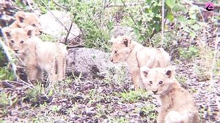 What Happens When Lion Cubs Reunite with Mom.mp4.2026