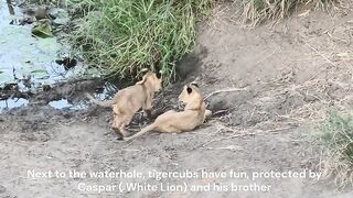 Lion Cubs and Caspar.mp4.2026