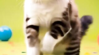 Kucing Menari Baby Shark #cat #babyshark #catdance #kucing